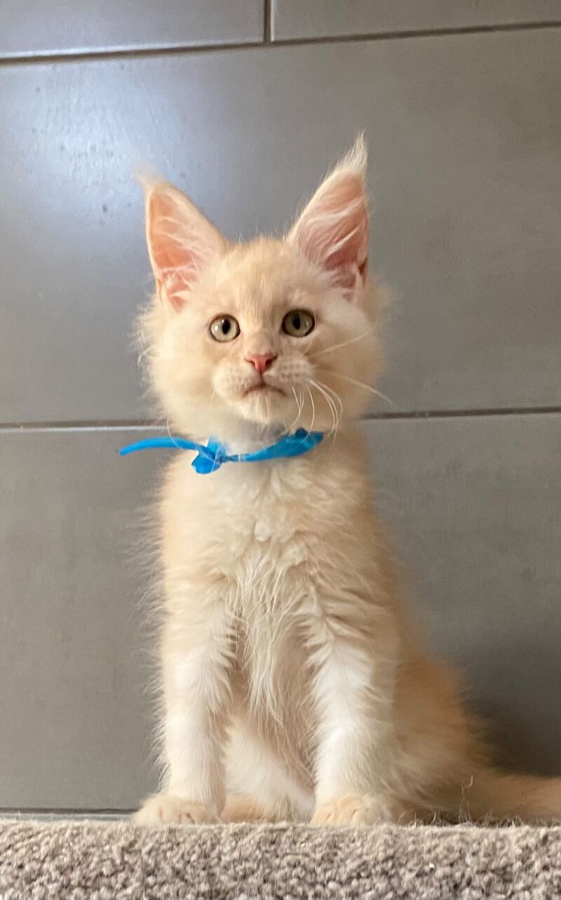 Wakayama Maine Coon male, cream silver tabby