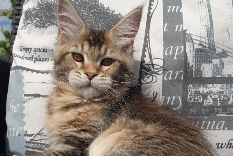 Ellie Maine Coon female black ticked tabby - live animals