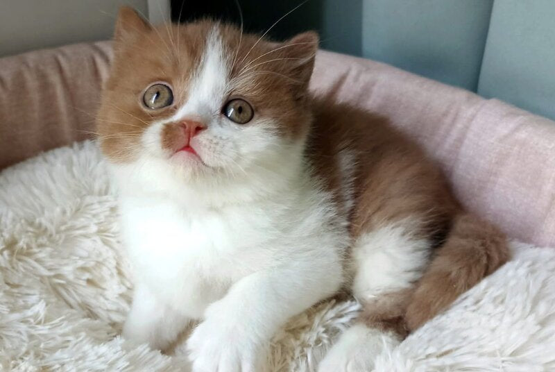 Harley British Shorthair male, cinnamon bicolour