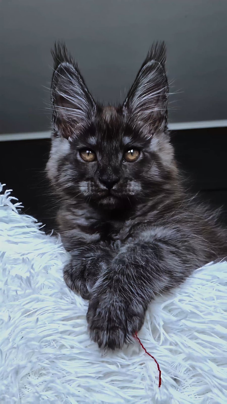Kasperov Maine Coon male, black silver