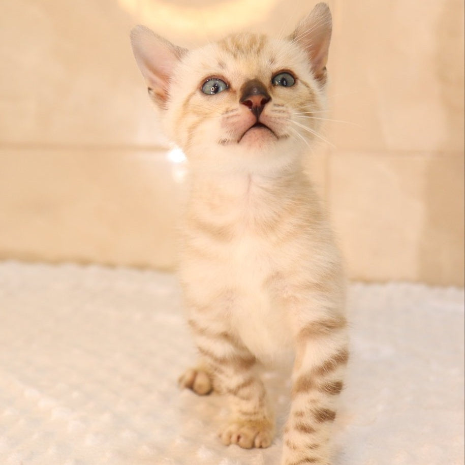 Xander Bengal male, black spotted tabby pointed