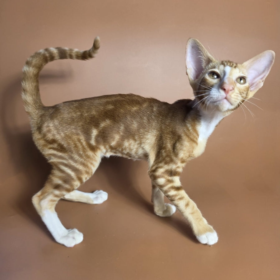 Xylan Oriental Shorthair male, red tabby mitted