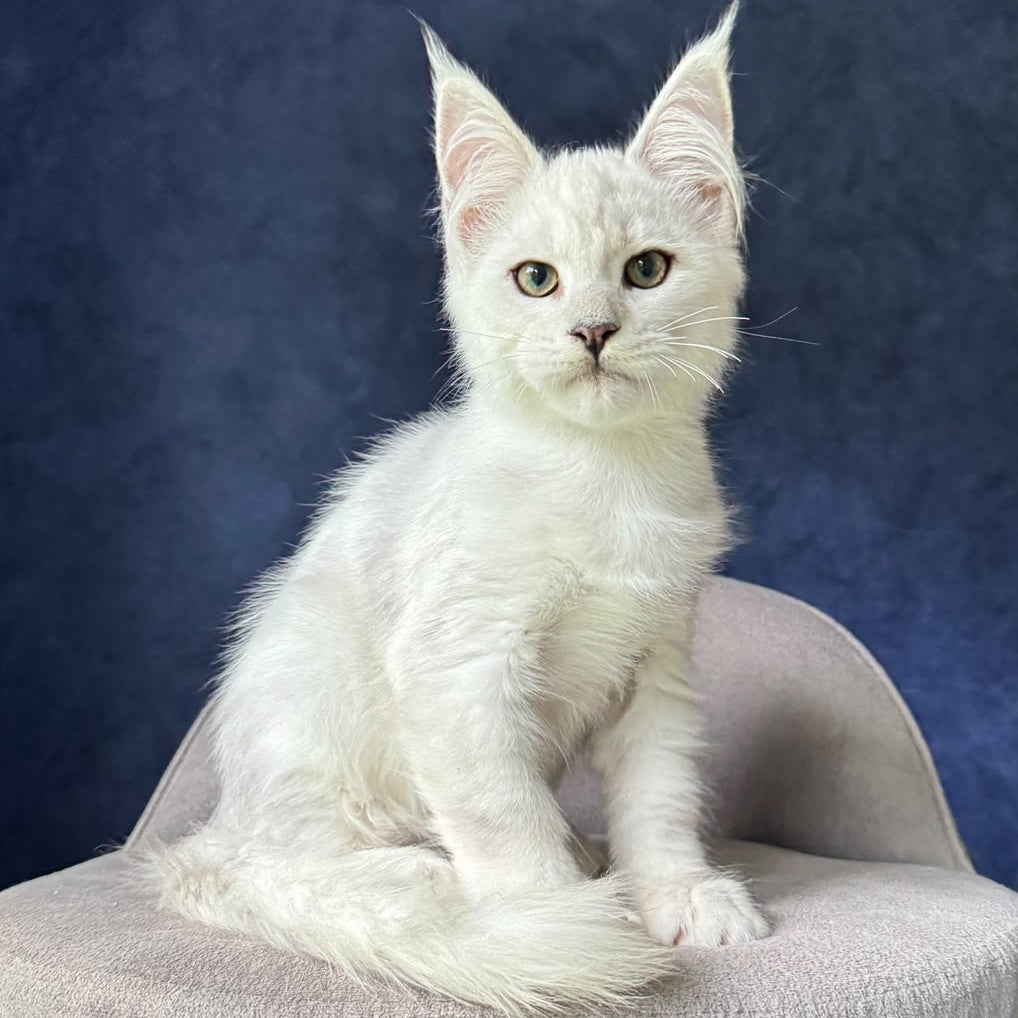 Evin Maine Coon male, black silver shaded