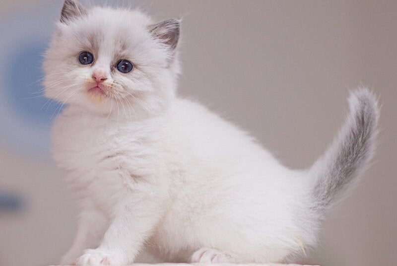 Winnie Ragdoll female, blue bicolour
