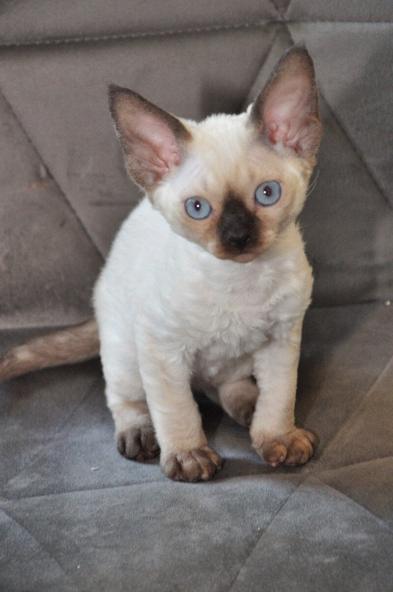 Terra Devon Rex female black pointed - live animals