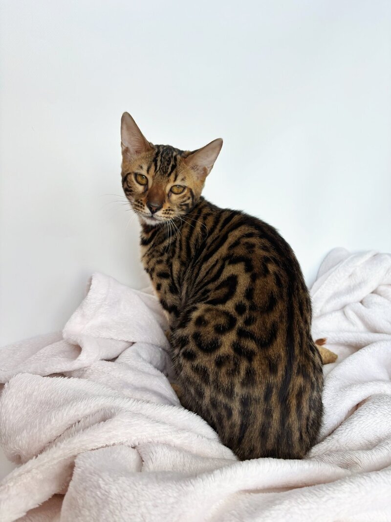 Lily Bengal female black spotted tabby - live animals