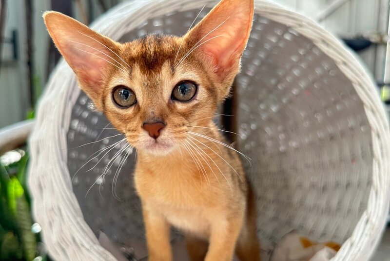 Cleopatra Abyssinian female, black