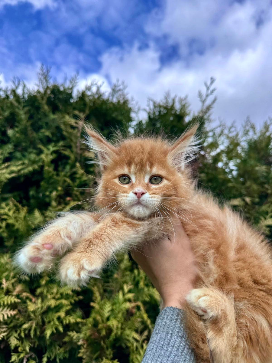 Guido Maine Coon male red spotted tabby - live animals