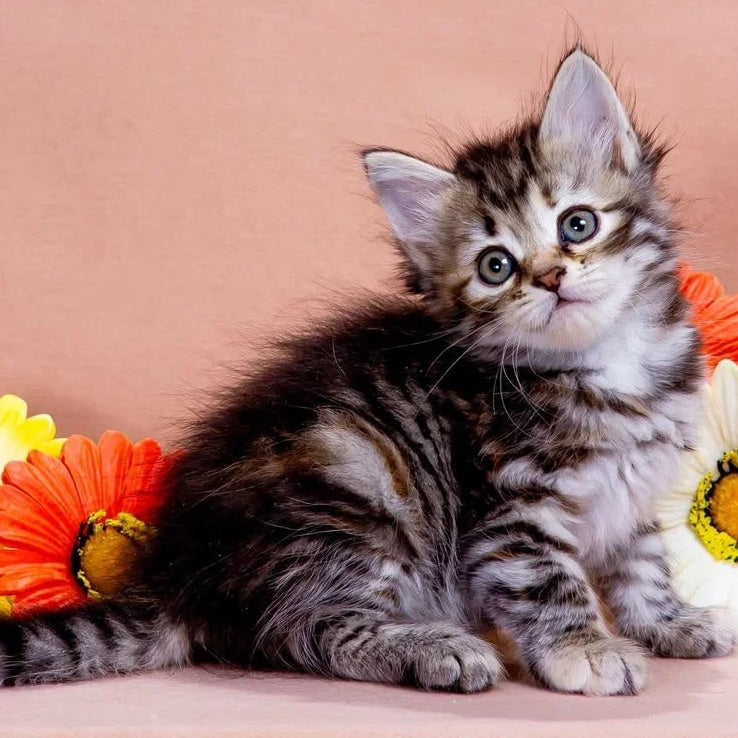 Zannet Siberian male, black tortie spotted tabby