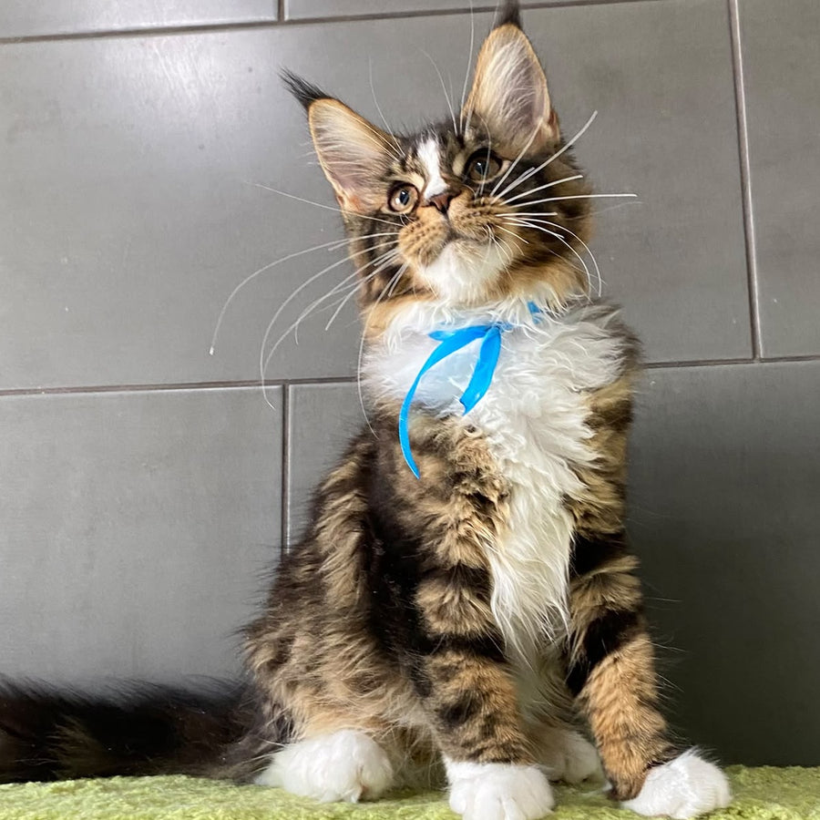 Arbat Maine Coon male, black tabby bicolour