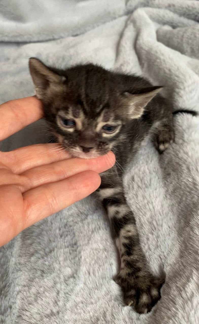 Isolde Bengal female black amber spotted tabby live animals