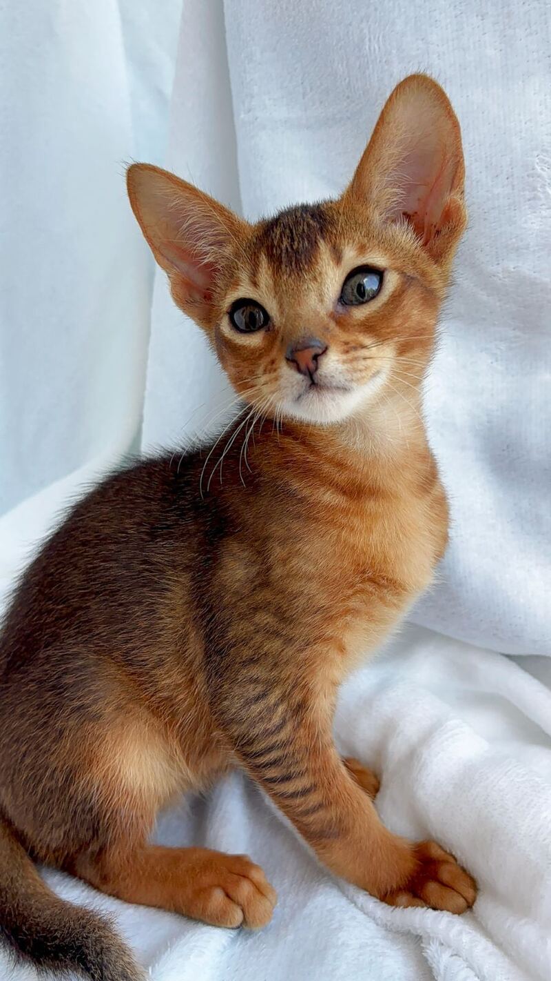 Saimon Abyssinian male, ruddy
