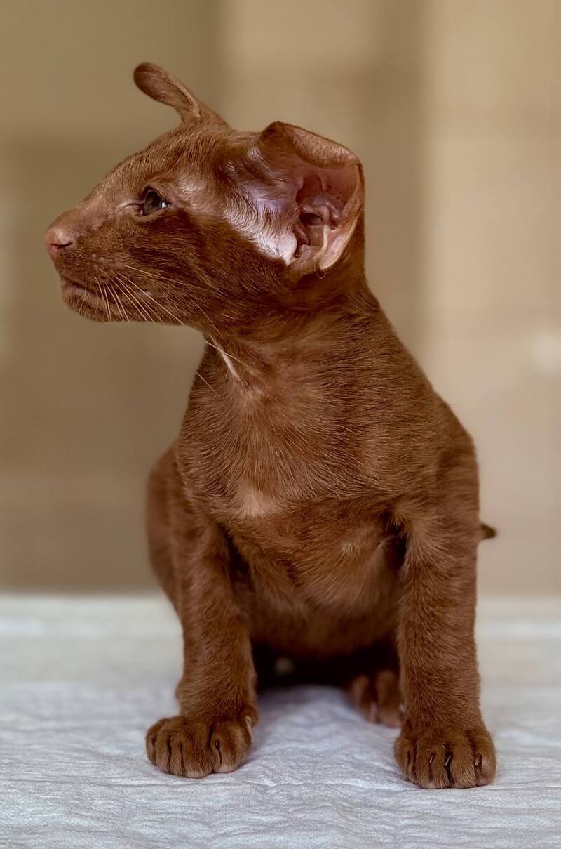 Rivz Oriental Shorthair male, cinnamon