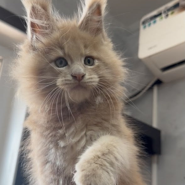 Yarik Maine Coon male, cream