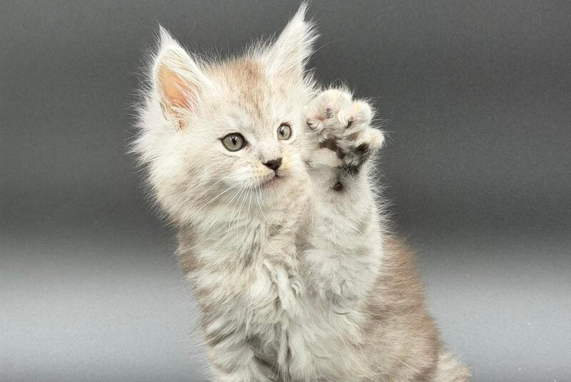 Ronald Maine Coon polydactyl male black silver spotted tabby - live animals