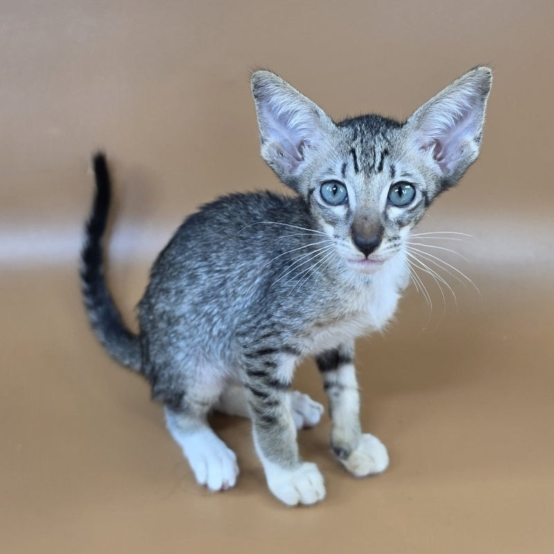 Yoshi Oriental Shorthair male, black spotted tabby mitted