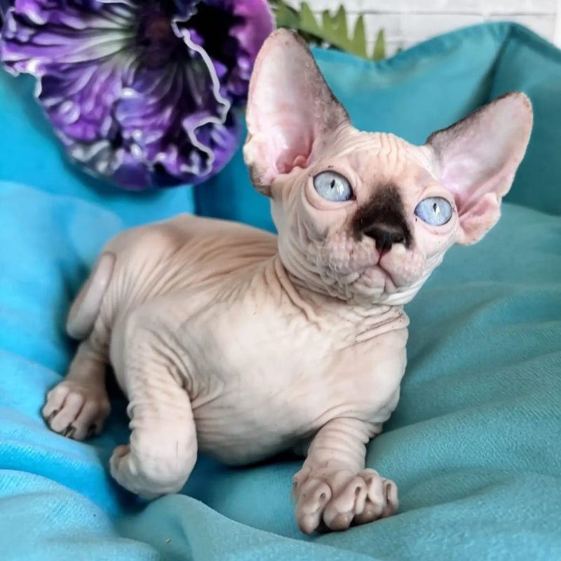 Bagrat Canadian Sphynx male, black pointed bicolour