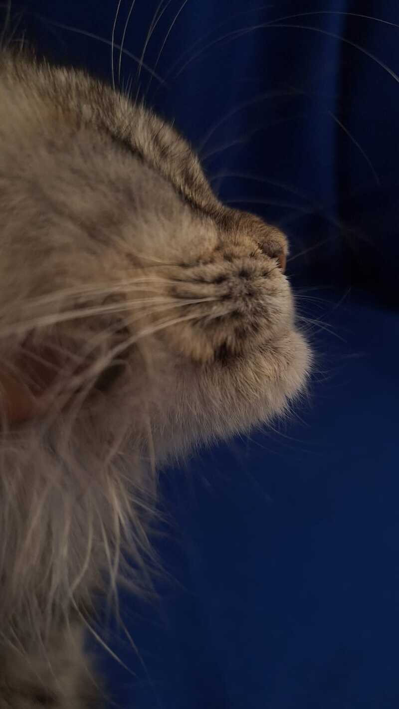 Linda Maine Coon female, black tortie silver tabby
