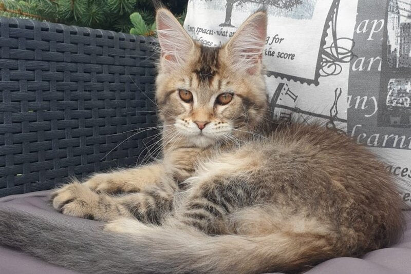 Ellie Maine Coon female black ticked tabby - live animals
