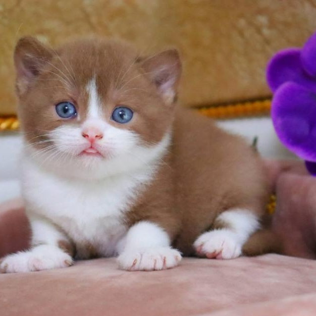CapCake British Shorthair male, black bicolour