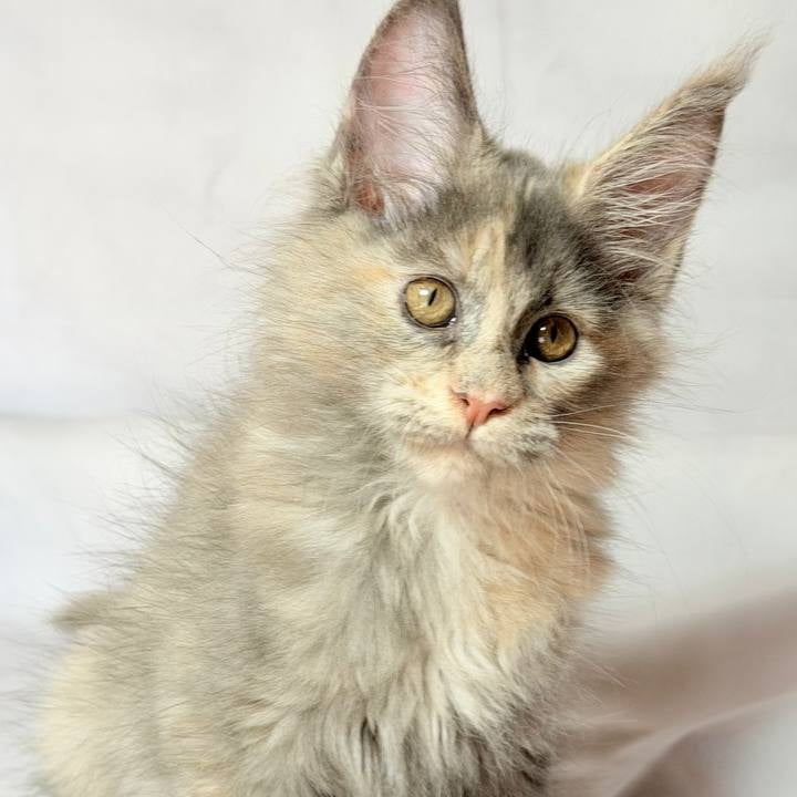 Livia Maine Coon polydactyl 6x6x6x6 female, blue tortie silver
