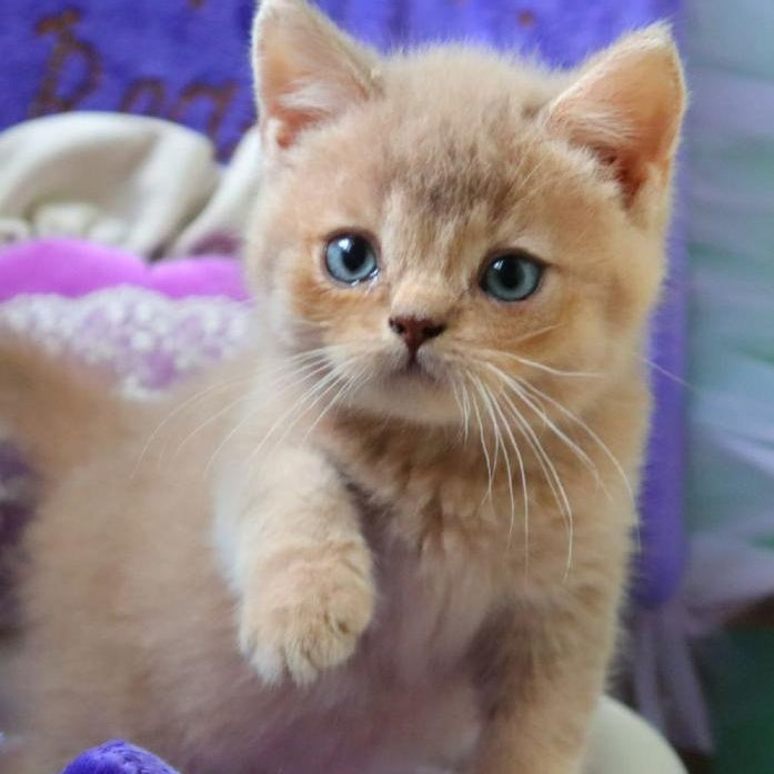 Pion British Shorthair male, lilac golden shaded