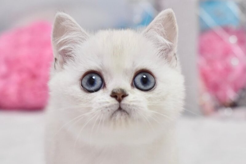 Diamond British Shorthair male, black silver shaded pointed