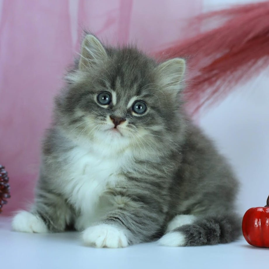 IrtyshIrtysh Siberian male, blue with white spotted tabby