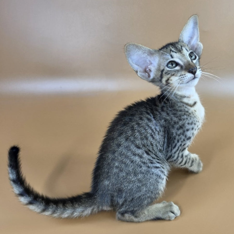Yvette Oriental Shorthair female, black spotted tabby