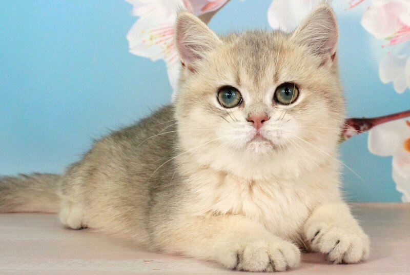Princess British Shorthair female blue golden shaded - live animals