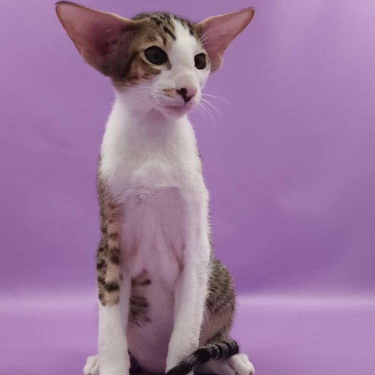 Winston Oriental Shorthair male, chocolate spotted tabby bicolour