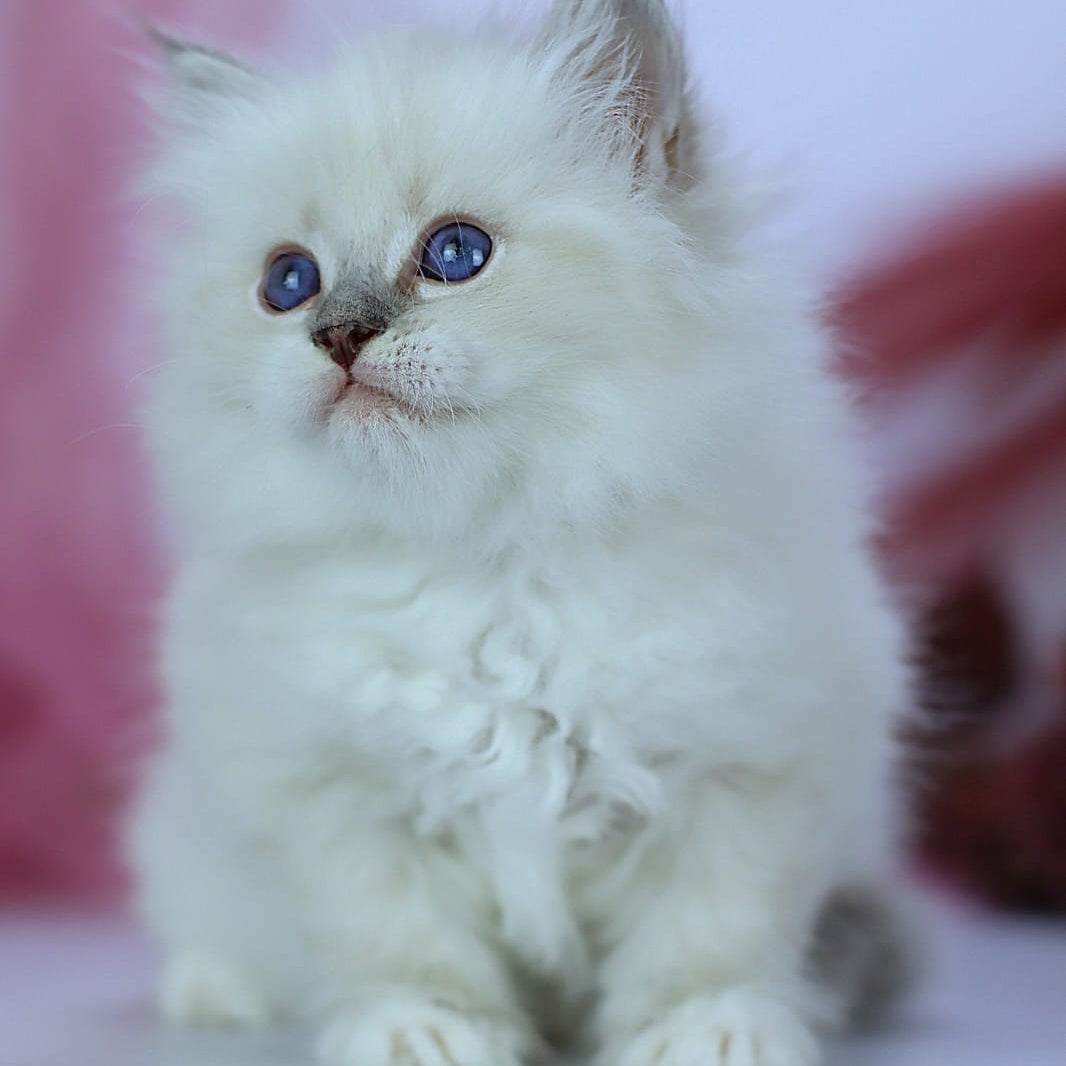 Hennessy Siberian male, blue with white tabby pointed