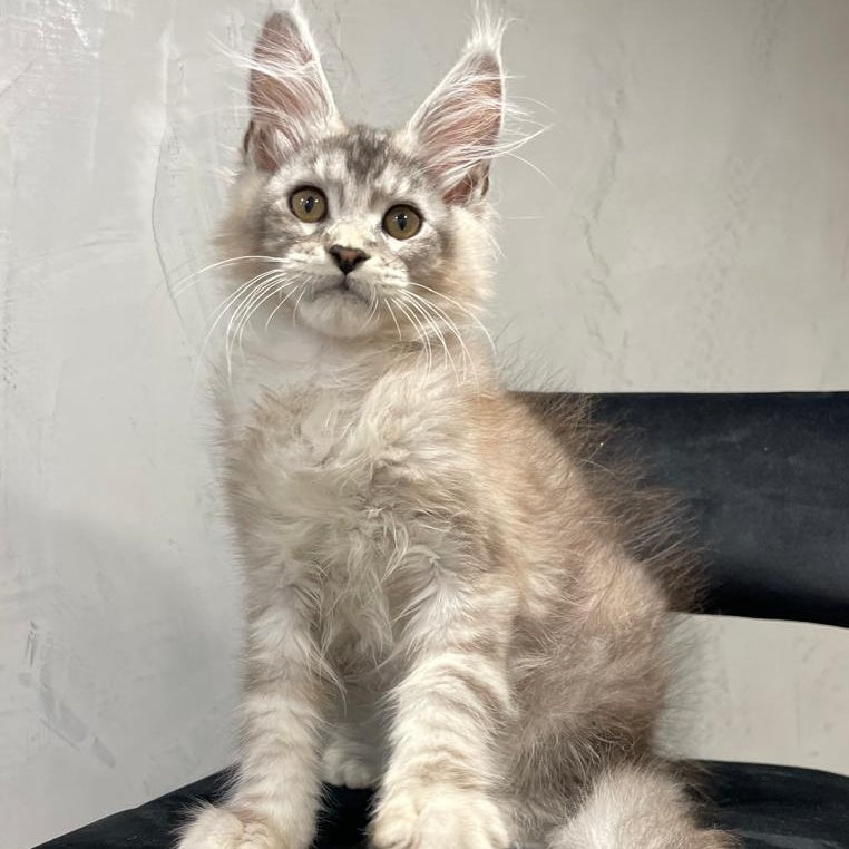 Markush Maine Coon male, blue silver ticked tabby