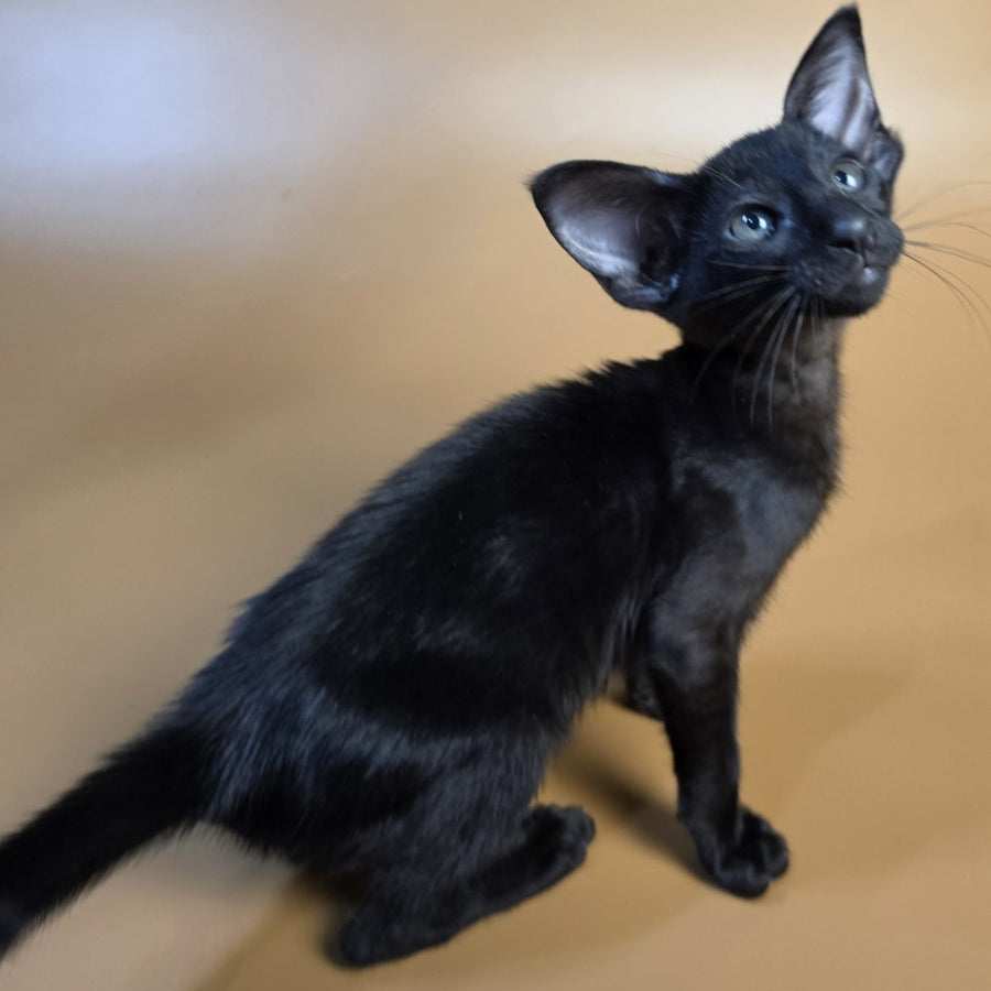 Arya Oriental Shorthair female, black