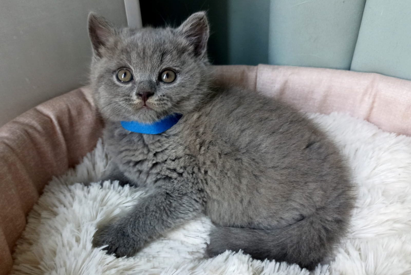 Garry British Shorthair male, blue