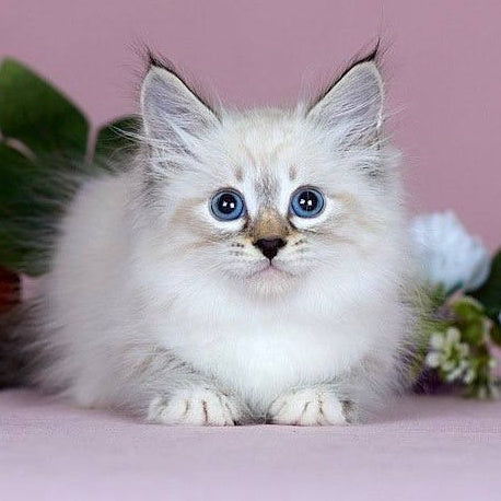 Jackson Siberian male, black with white tabby pointed