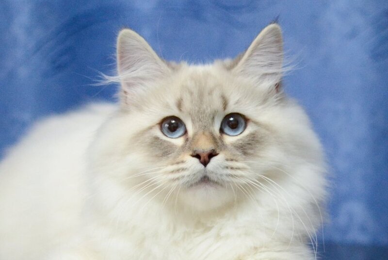Urik Siberian male, blue tabby pointed