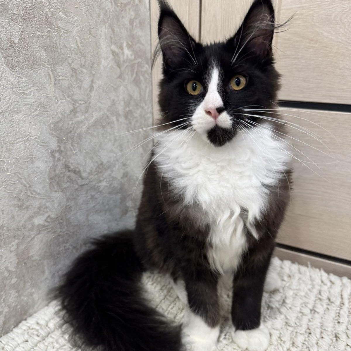 Sandra Maine Coon female, black silver bicolour