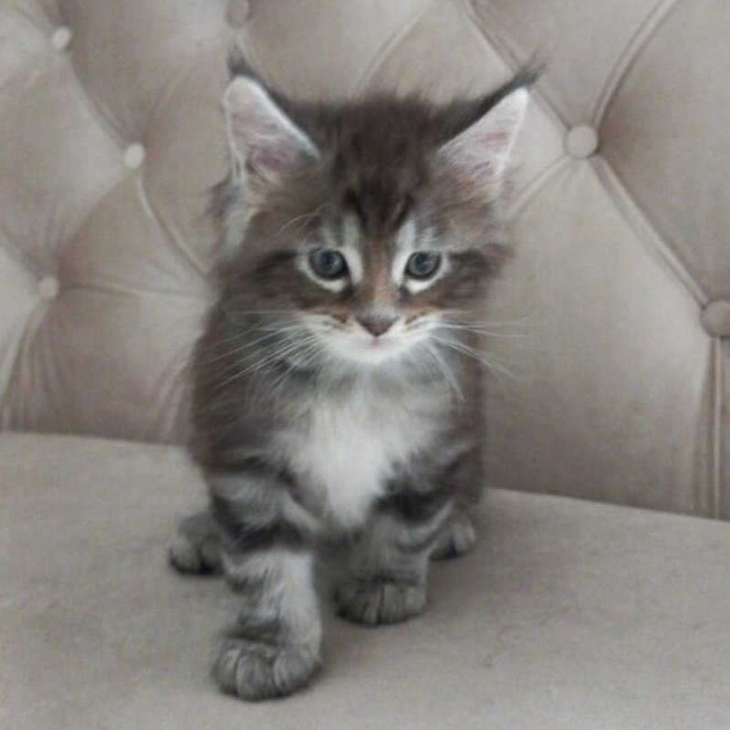Nike Maine Coon male, black tabby