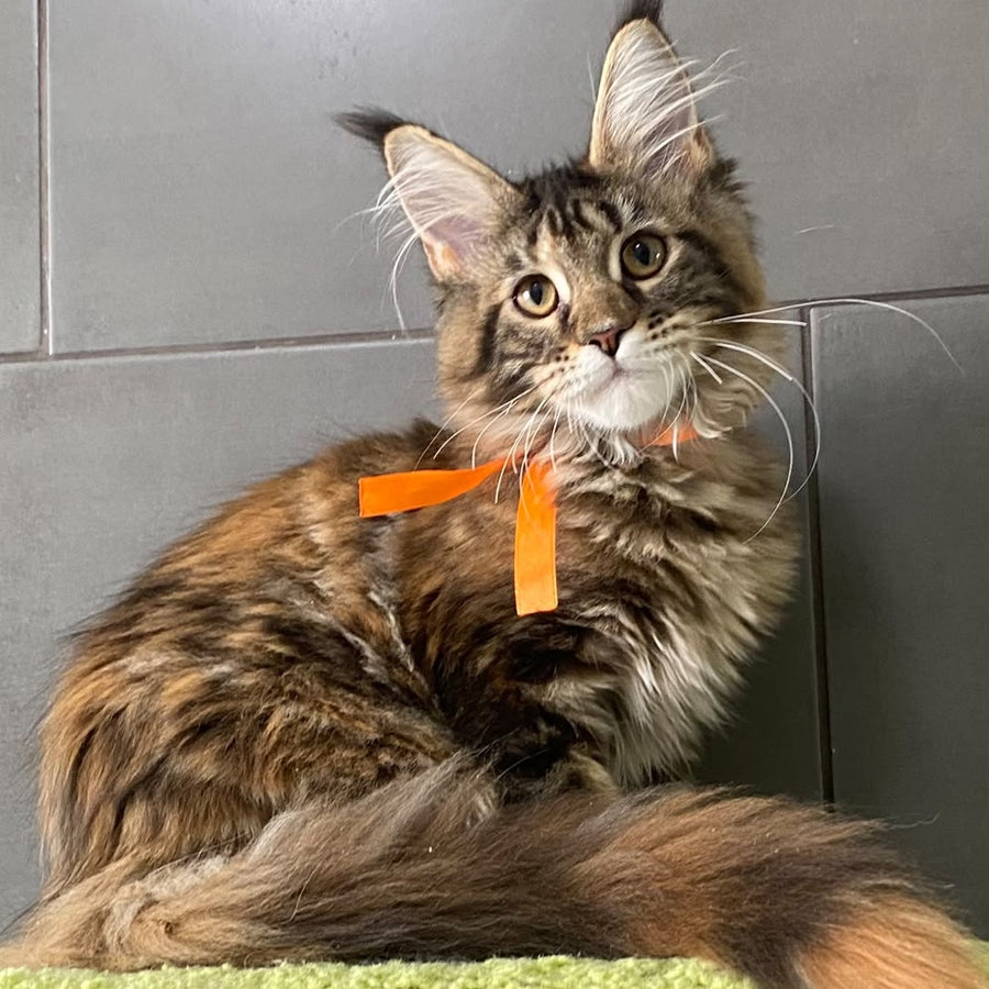 Eight Maine Coon female, black tortie tabby
