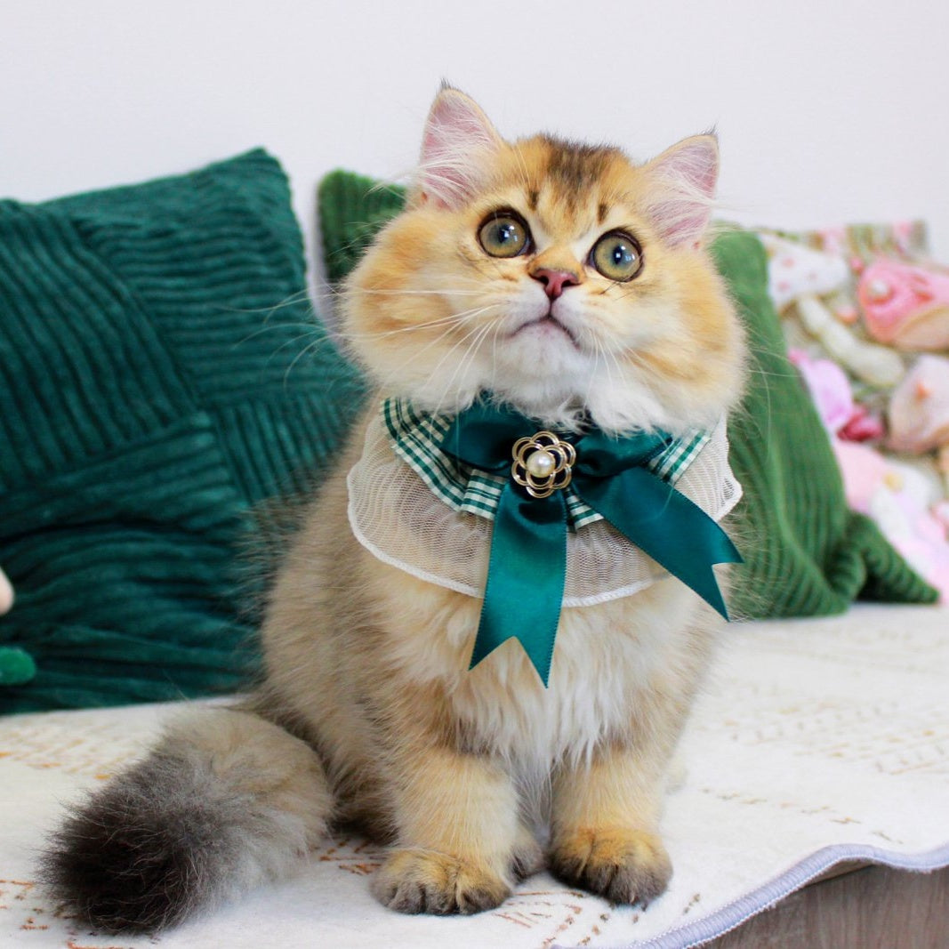 Oliver British Longhair male, black golden ticked tabby