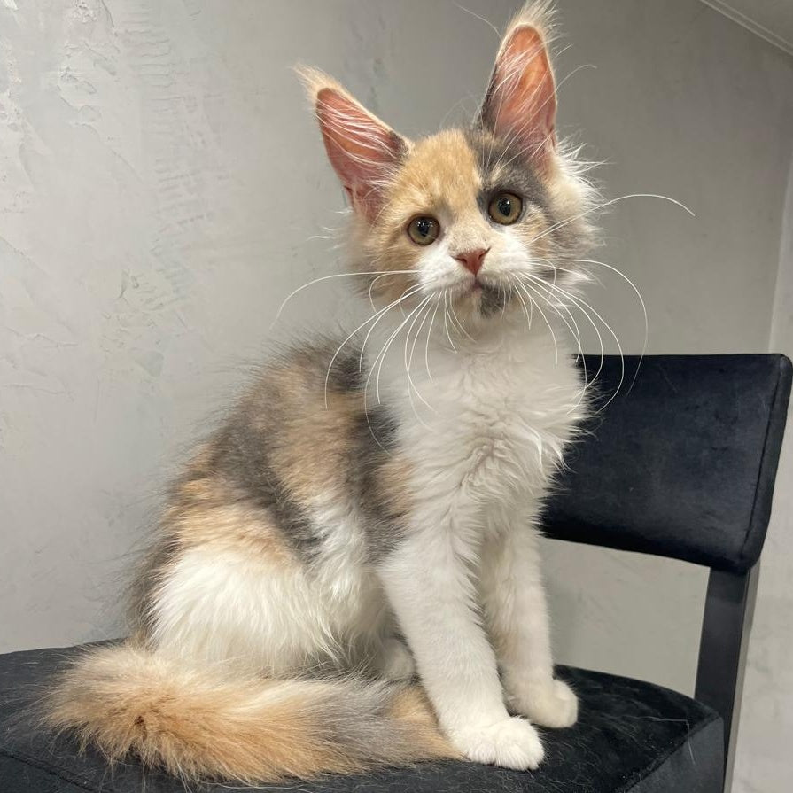 Nelly Maine Coon female, blue tortie bicolour