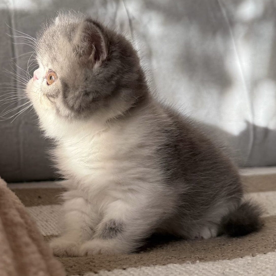 Marie Exotic female, blue bicolour spotted tabby