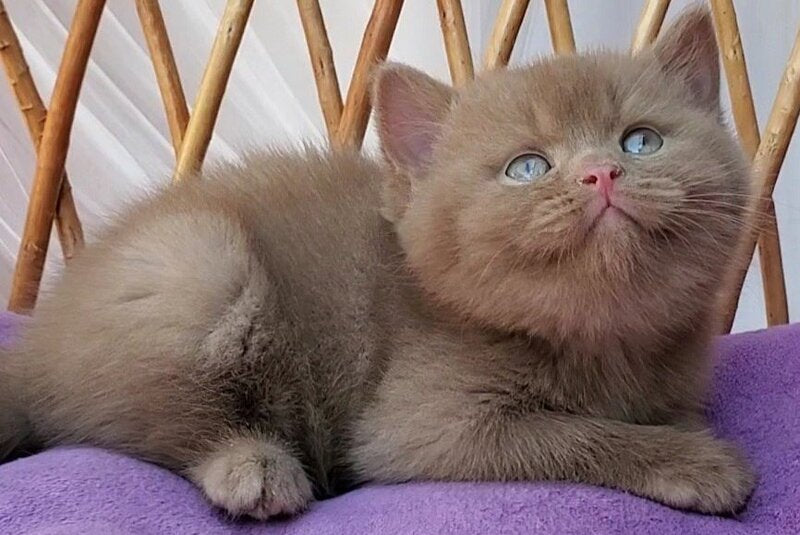 Yara British Shorthair female, cinnamon