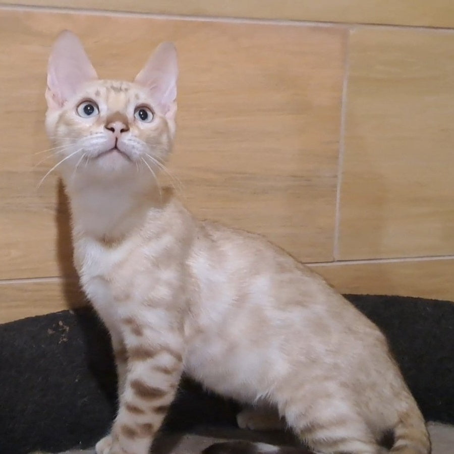 Kent Bengal male, black spotted tabby pointed