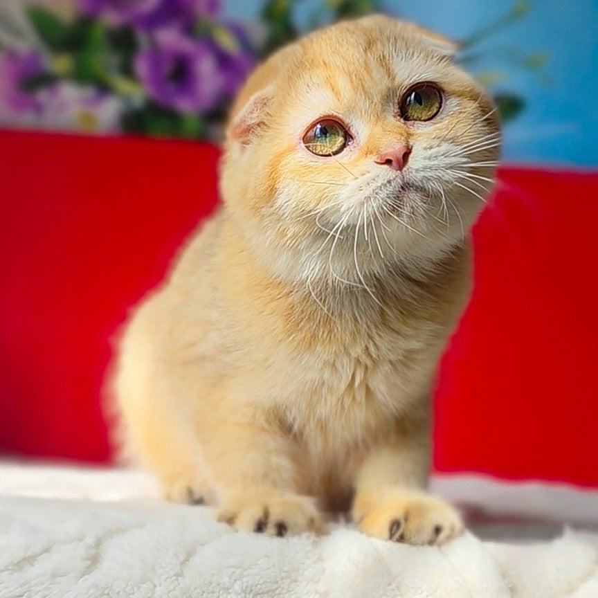 Freya Scottish Fold female, chocolate golden ticked tabby
