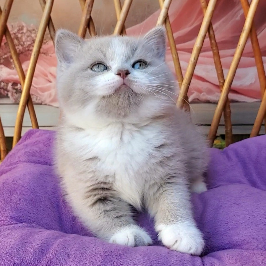 Casper British Shorthair male, lilac bicolour