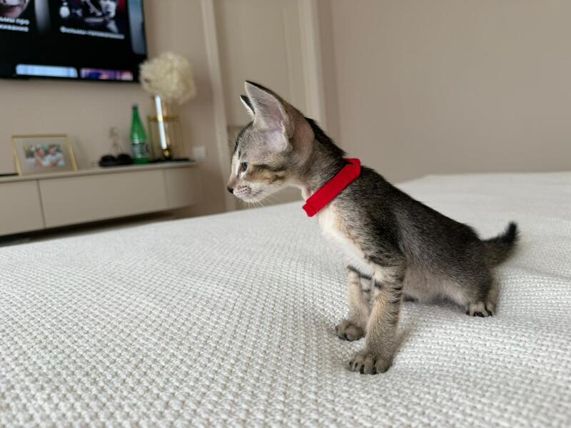 Aveline Oriental Shorthair female black ticked tabby - live animals