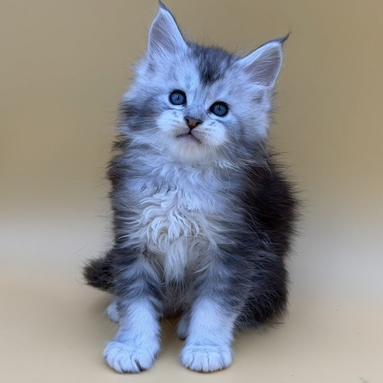 Hugo Maine Coon male, black silver ticked tabby