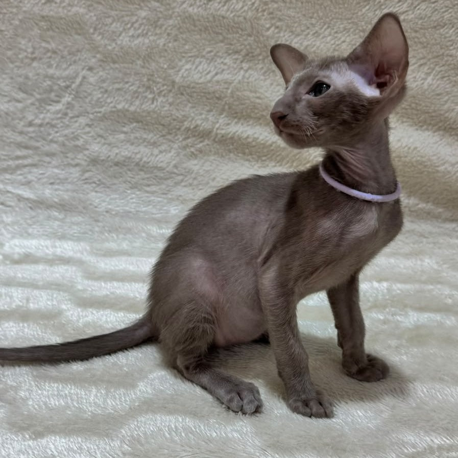 Kenzo Oriental Shorthair male, lilac